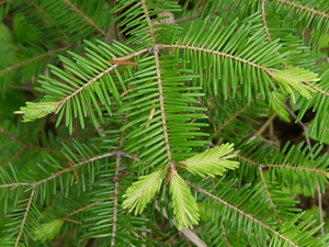 Abies balsamea-Balsam Fir: The young shoots make a delicious tea that can also be used to make syrup or candies. The tea is traditionally used for general fatigue and colds, coughs and asthma