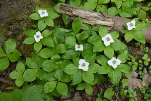 Cornus canadensis-Bunchberry: The weak flavored berries can be eaten raw or made into a pudding. The leaves are traditionally used to relieve aches and pains.