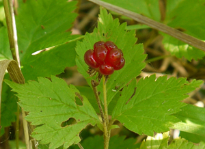 Rubus pubescens-Ronce/Catherinette: Tasty raspberry fruit. The dried leaves are surprisingly charming used as a lightly fruity flavoring agent in desserts, rice and meat dishes. The astringent leave tea can be used as a wash for sores and the root tea has many uses among them being a “female” tonic